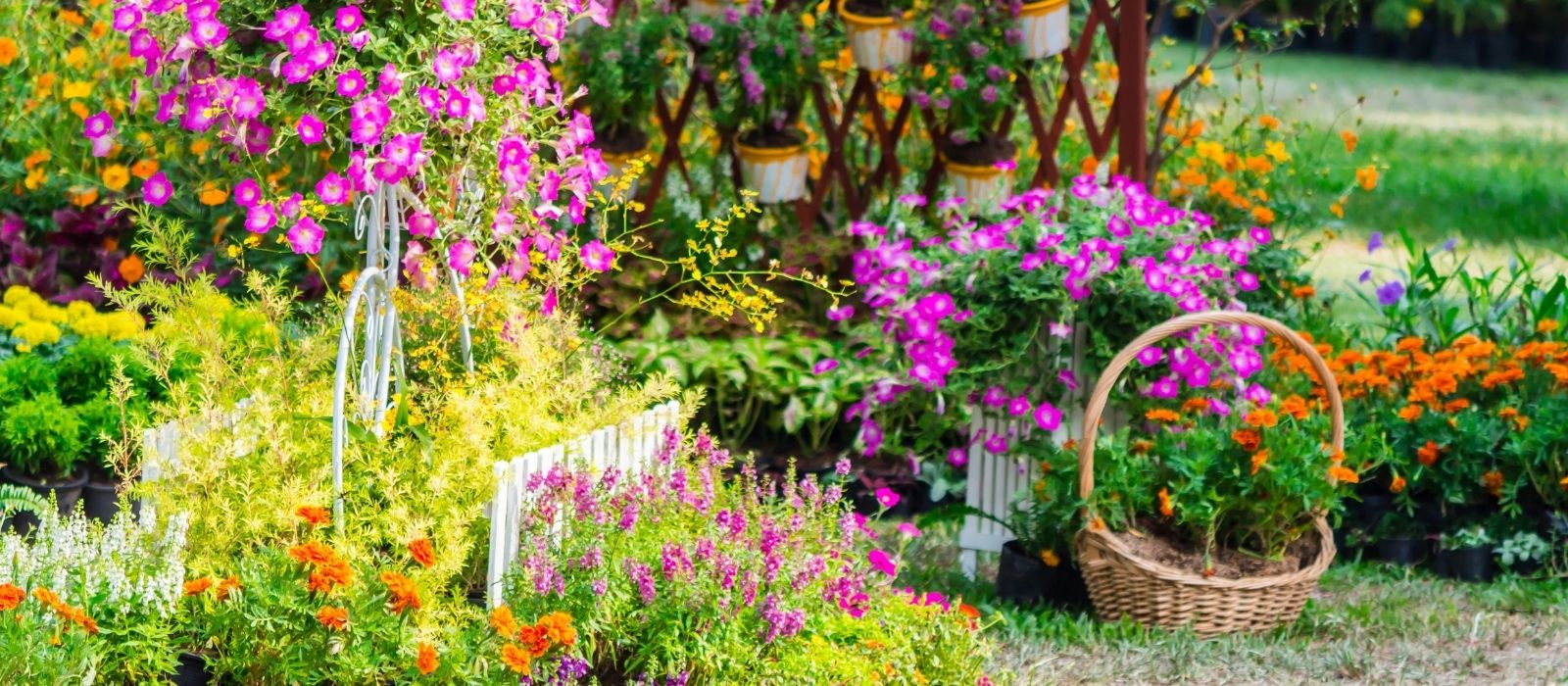 Oderings Garden Centres Growing Bee Friendly Flowers