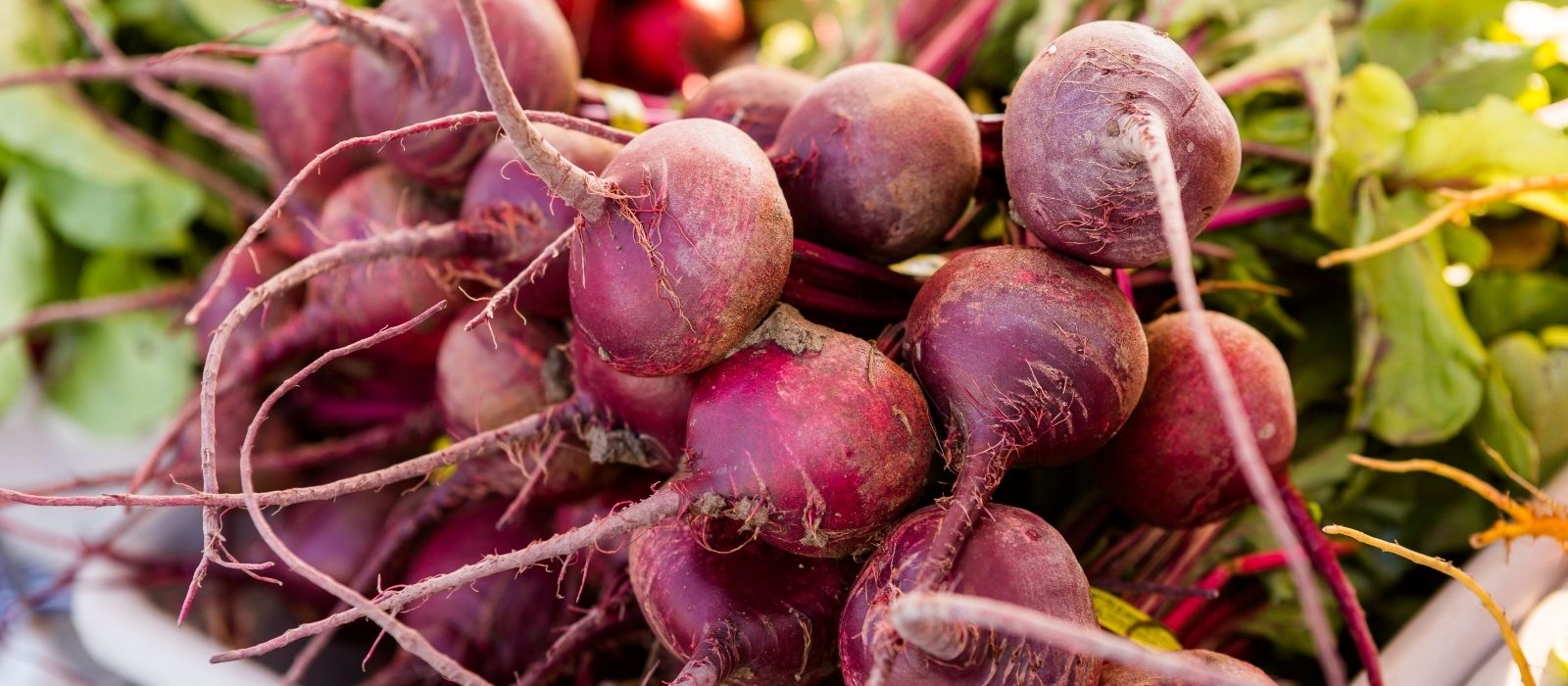 Growing Carrots & Cultivation Tips