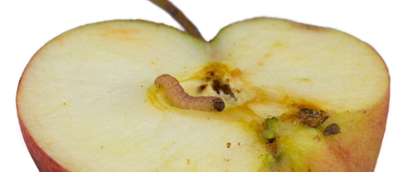 Oderings Garden Centres | Codling Moth Control Measures
