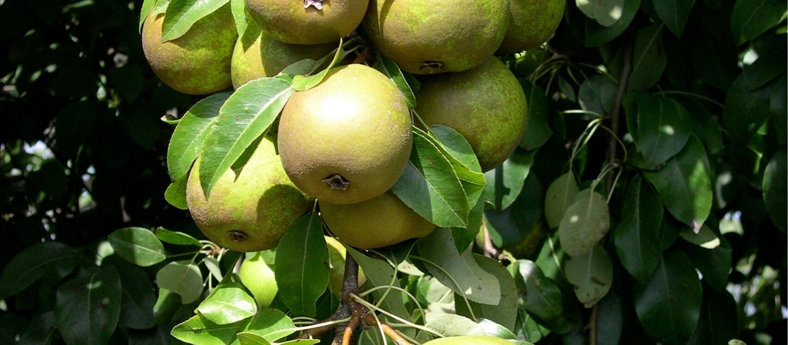 Dwarf Deciduous Fruit Trees Dwarf Deciduous Fruit Trees