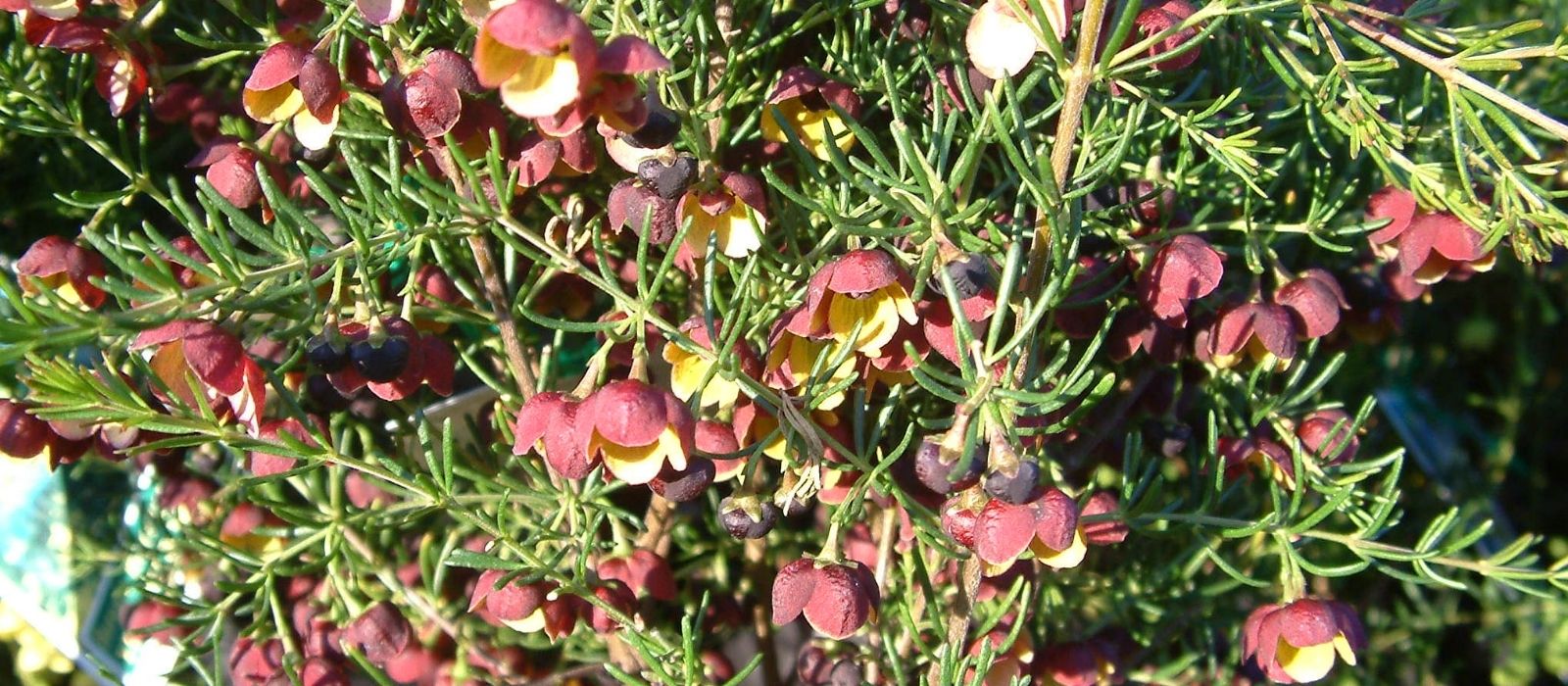 Growing Boronia