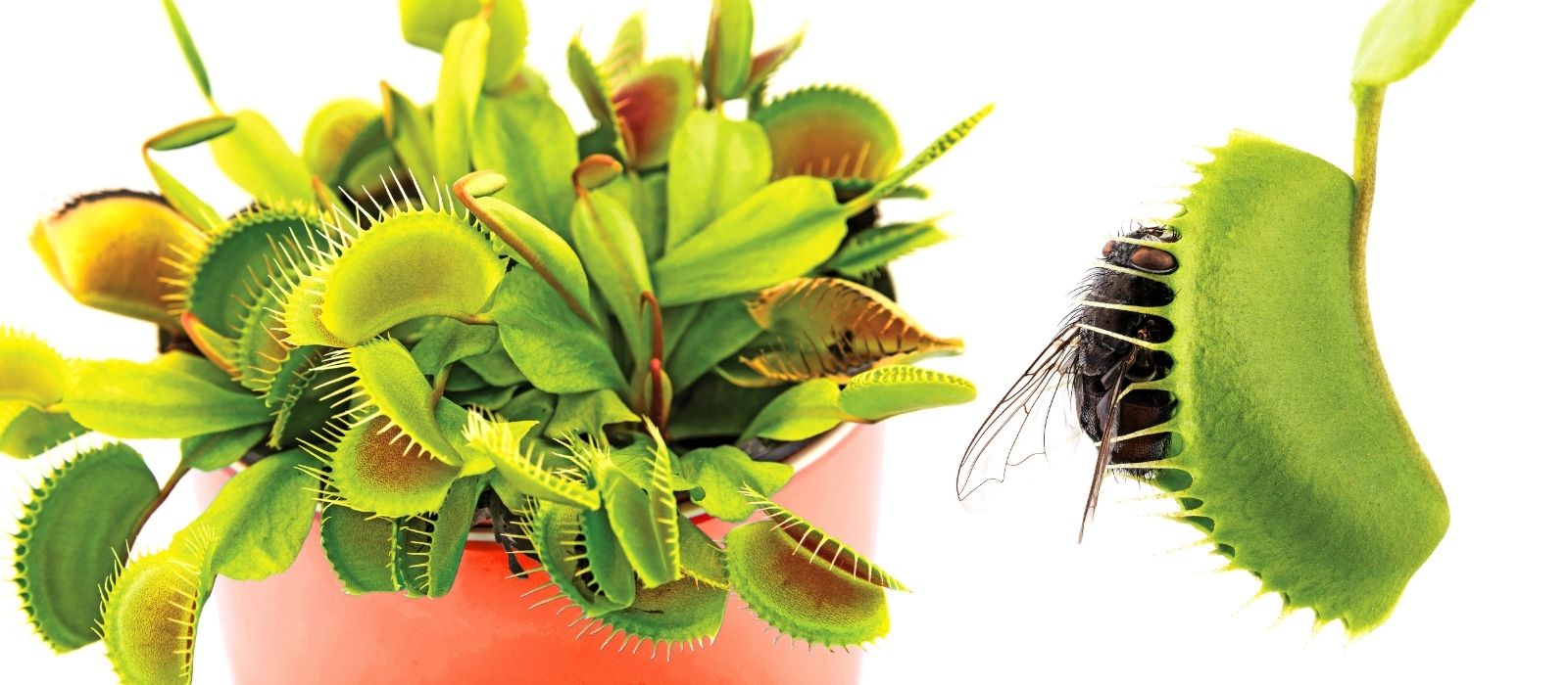 Flytraps & Carnivorous Plants