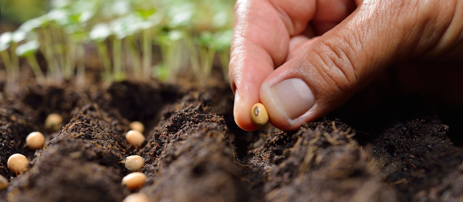 Seed Sowing