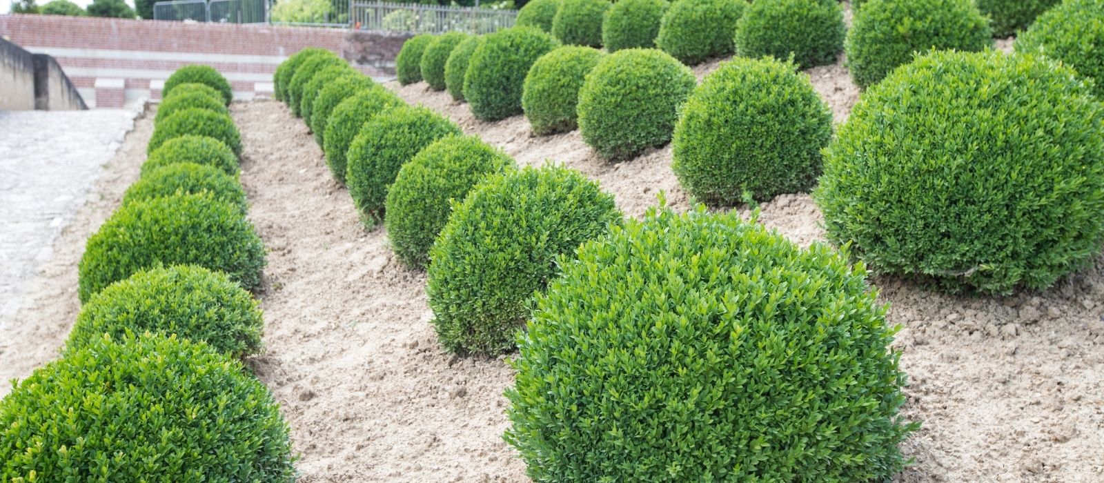 Healthy Buxus Hedges