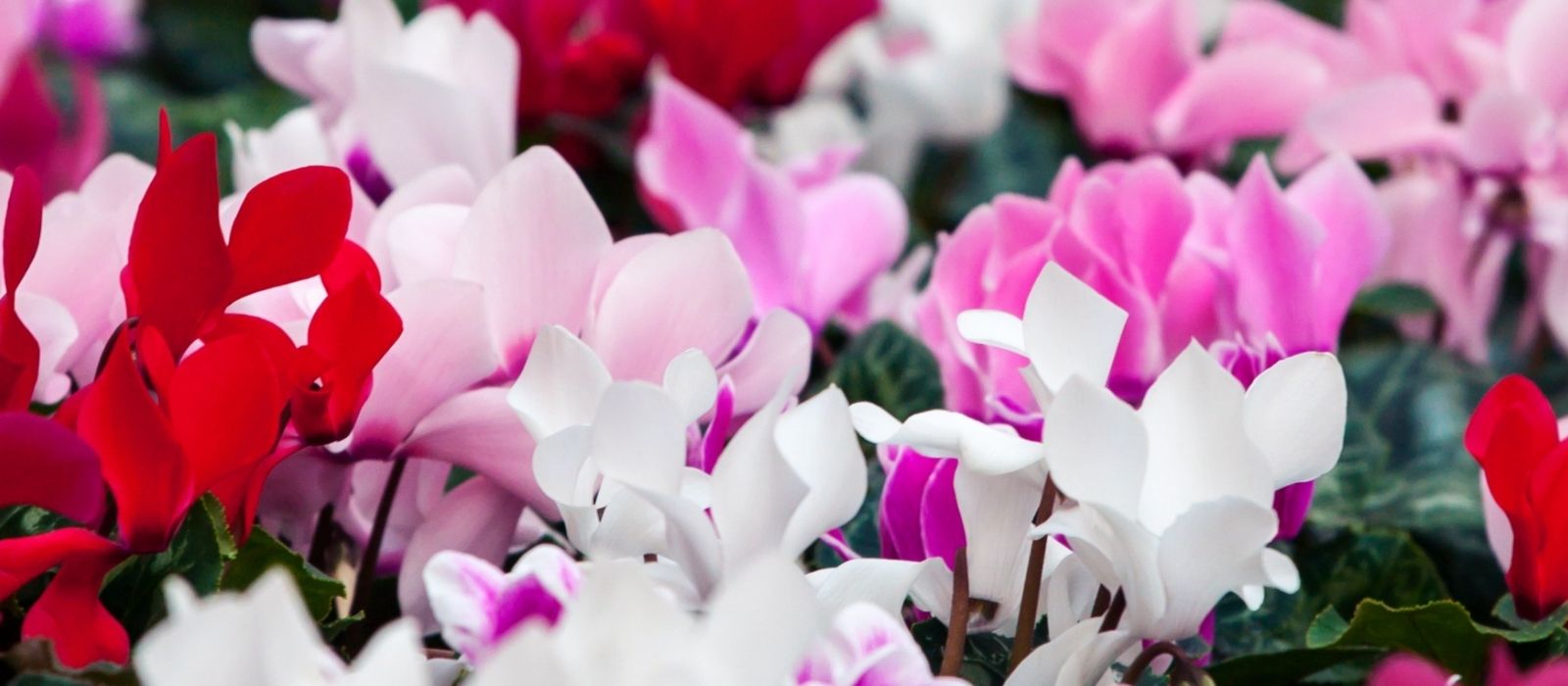 Houseplant - The Joys of Cyclamen