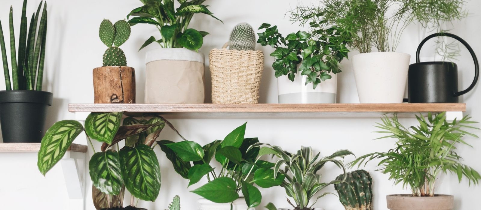 Helpful Plants for a Happy Home