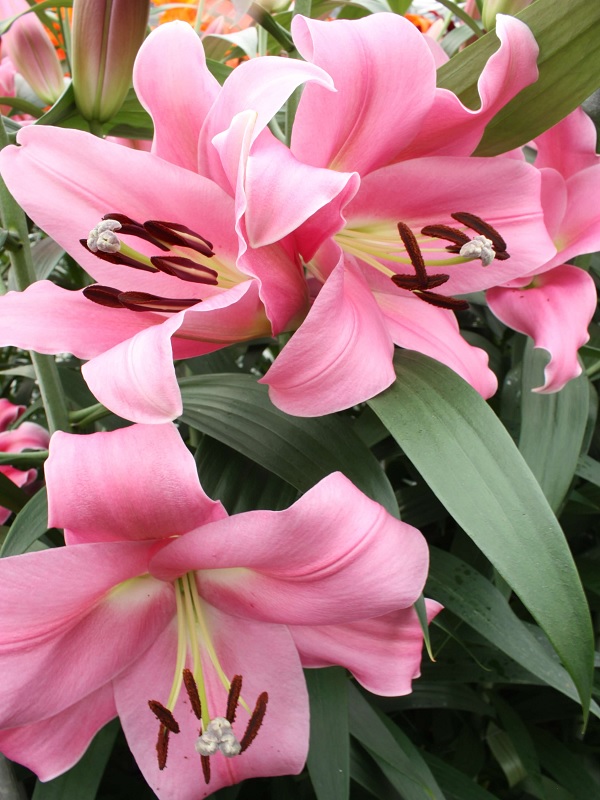 Oderings Garden Centres Gardening Guide Planting Lily Bulbs