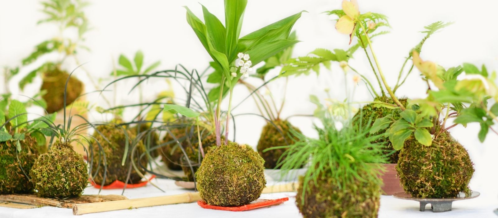 Craft - DIY Kokedama