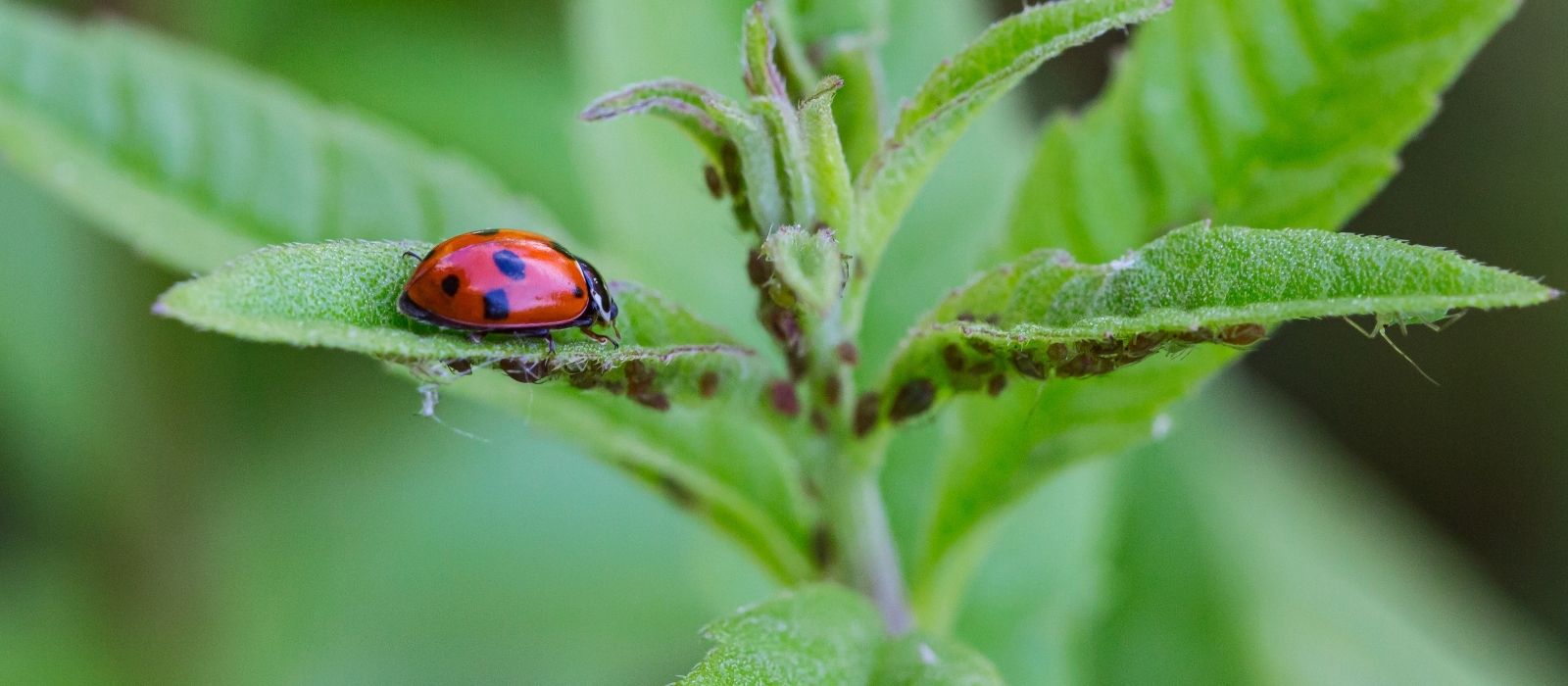 Dealing with Garden Insects