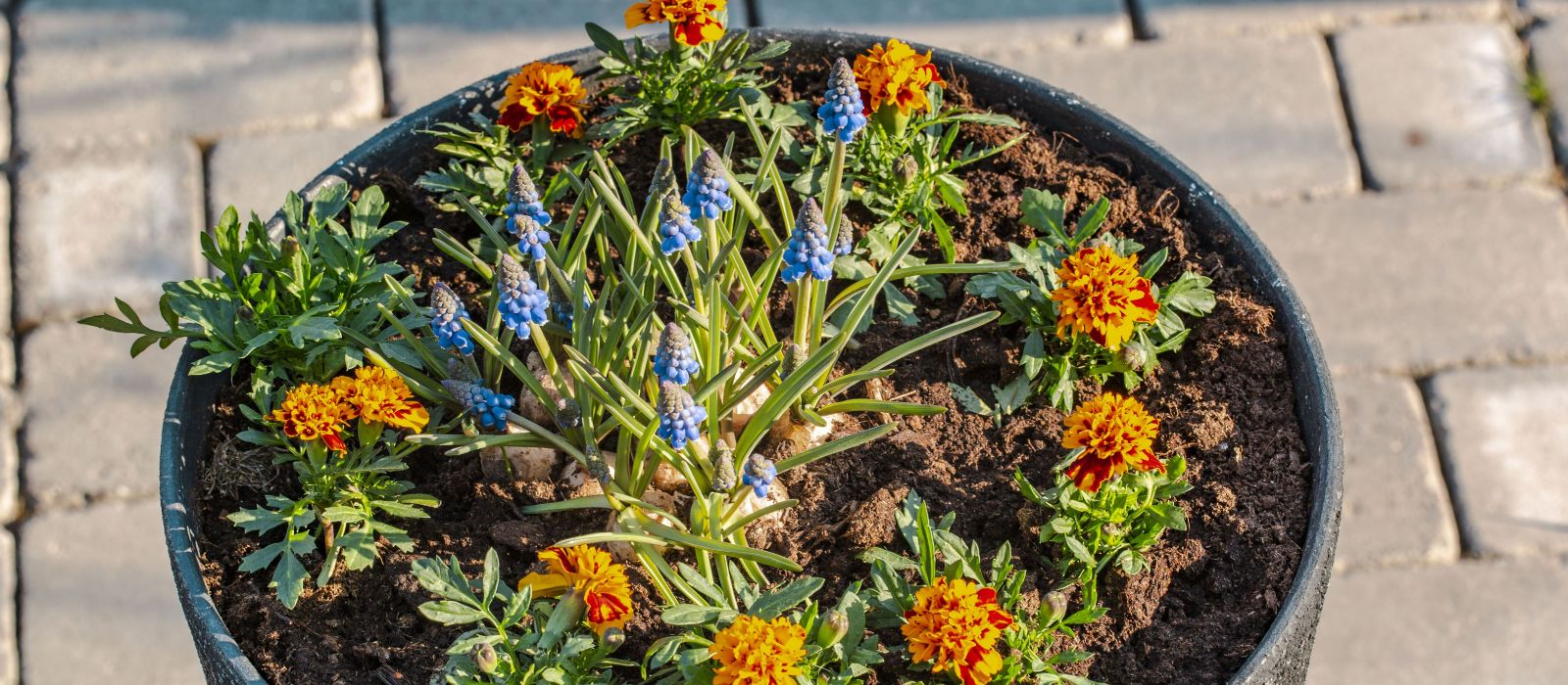Container Gardens