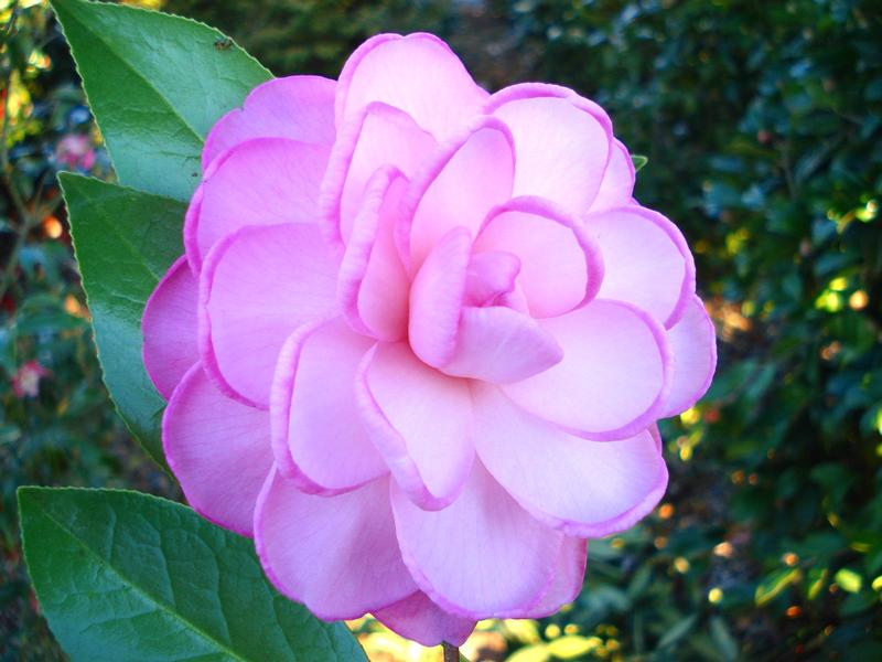 Camellia, Rhodo, Planting, Care guide