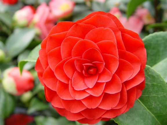 Camellia, Rhodo, Planting, Care guide