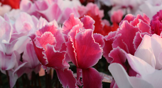 Cyclamen, Care Instructions, Top tip