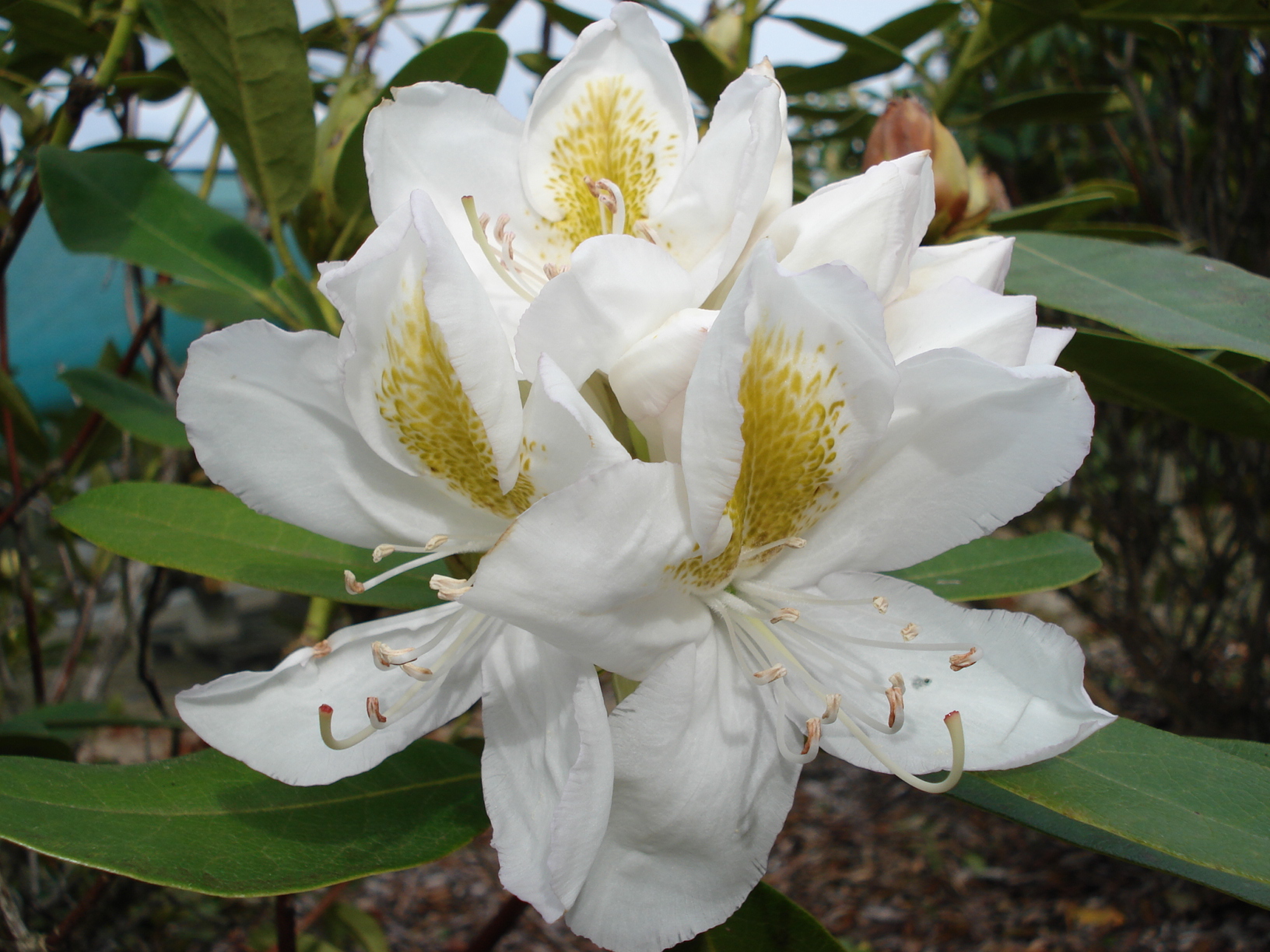 Camellia, Rhodo, Planting, Care guide