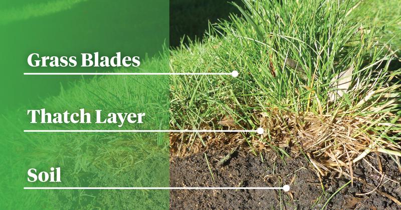 Oderings Gardening Guide Rejuvenate Your Lawn